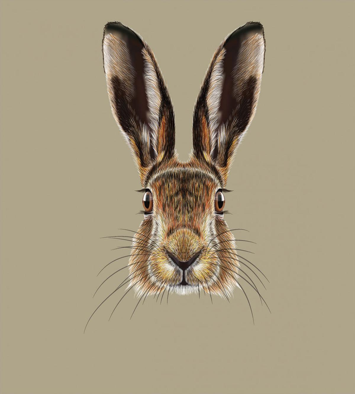 Face of a Wild Hare Realistic — Pattern
