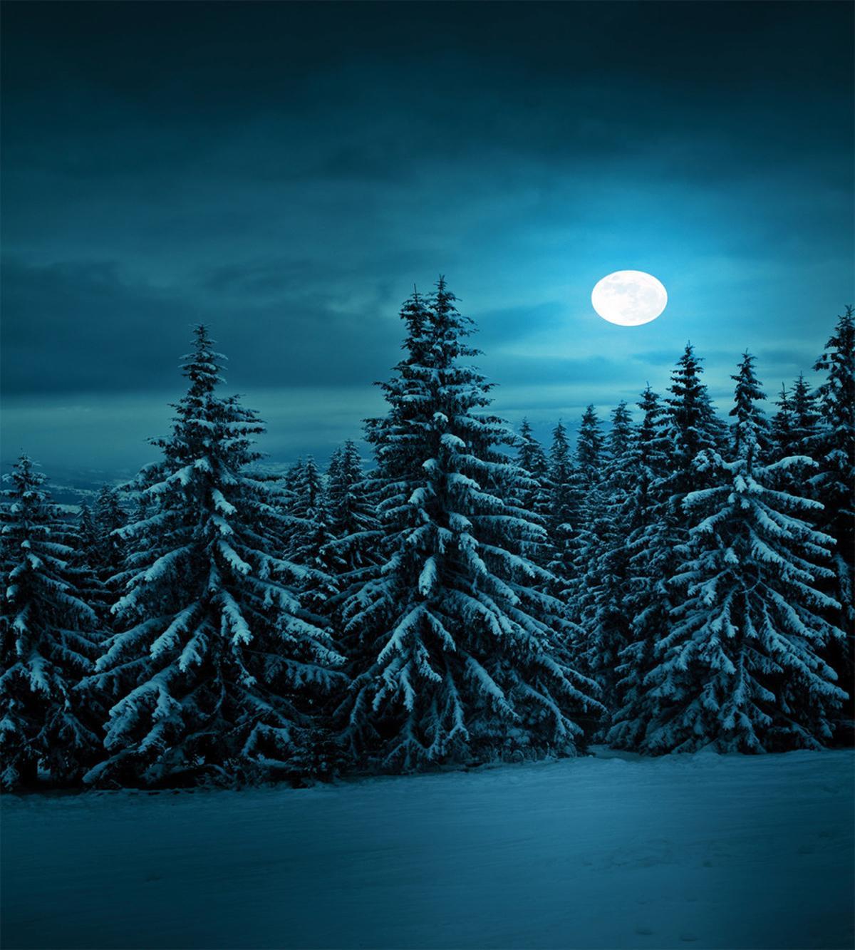 Tranquil Snowy Woodland — Pattern
