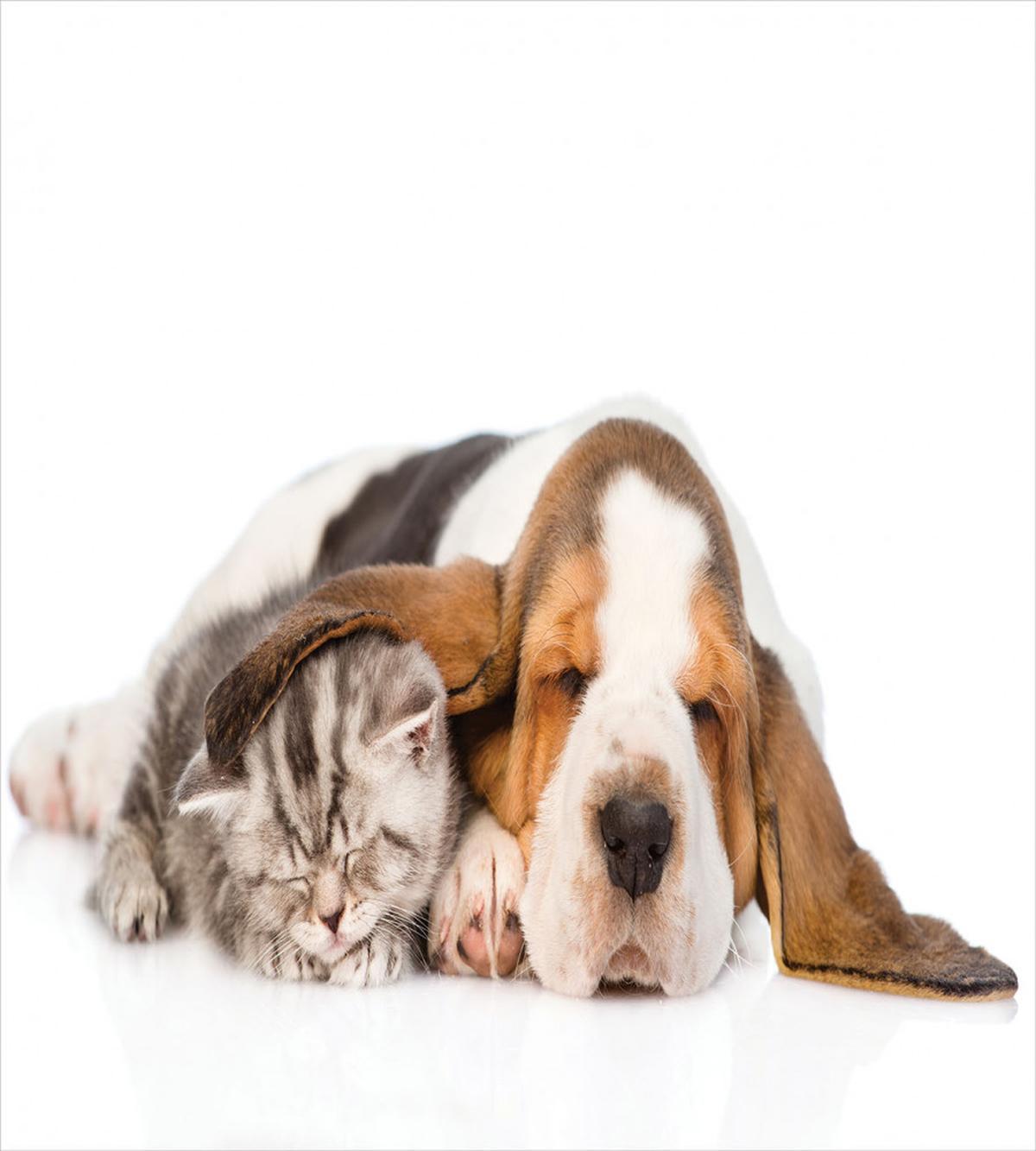 Puppy Kitten Sleeping — Pattern