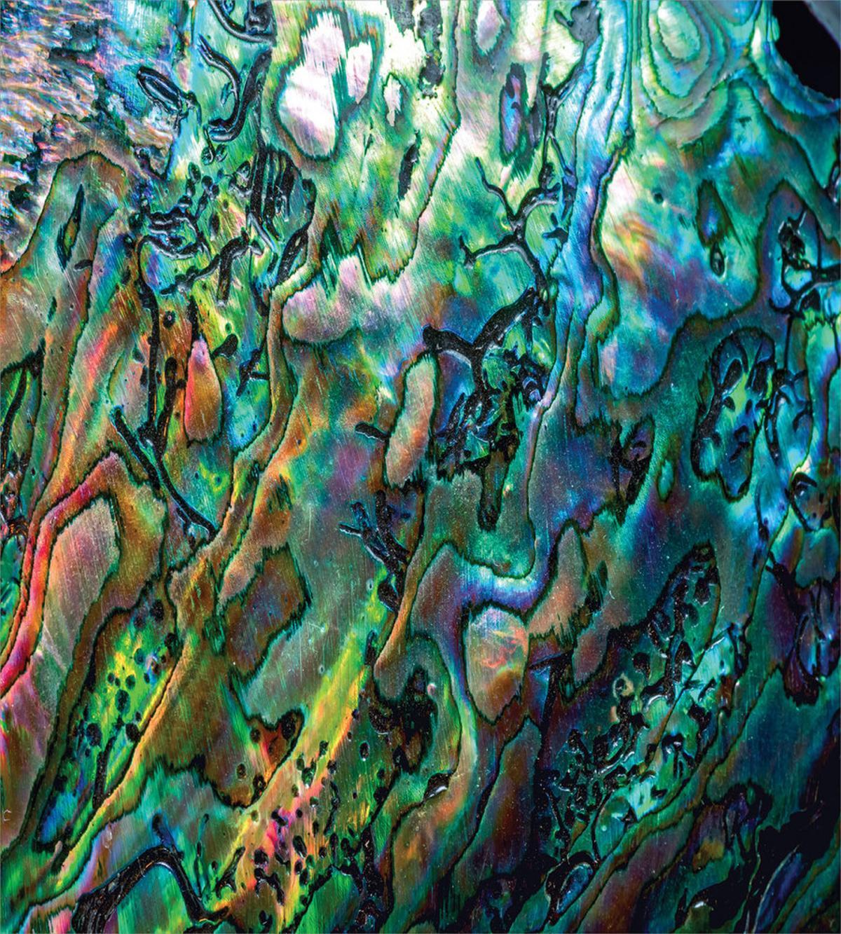 Haliotis Seashell Macro Photo — Pattern