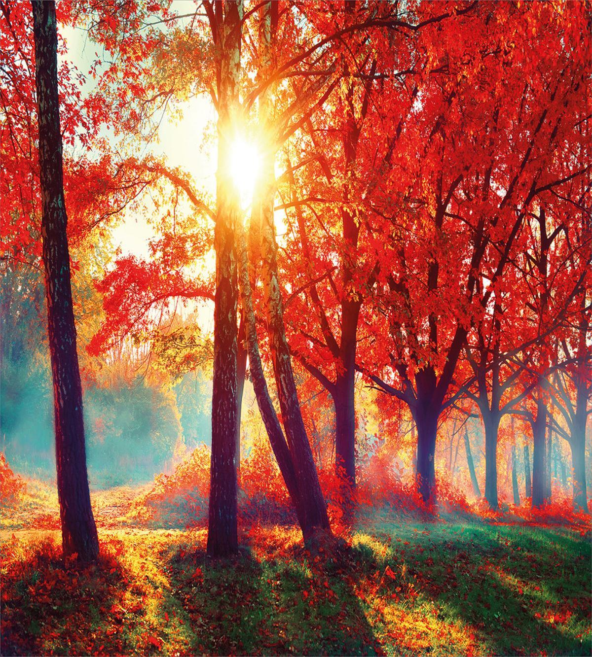 Foggy Autumnal Park Scenic — Pattern