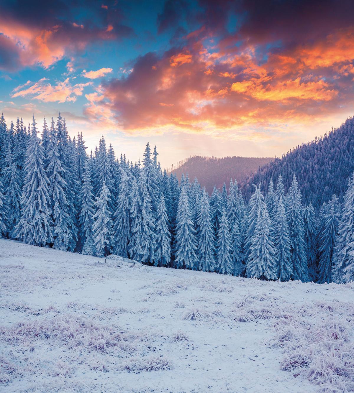 Winter Snowy Forest Sky — Pattern