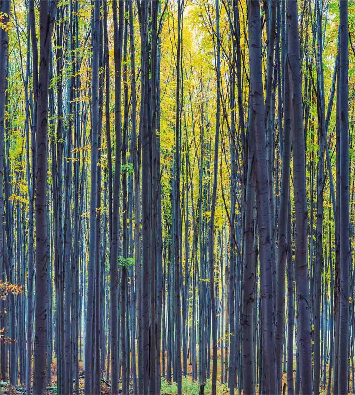 Autumn Woodland Nature — Pattern