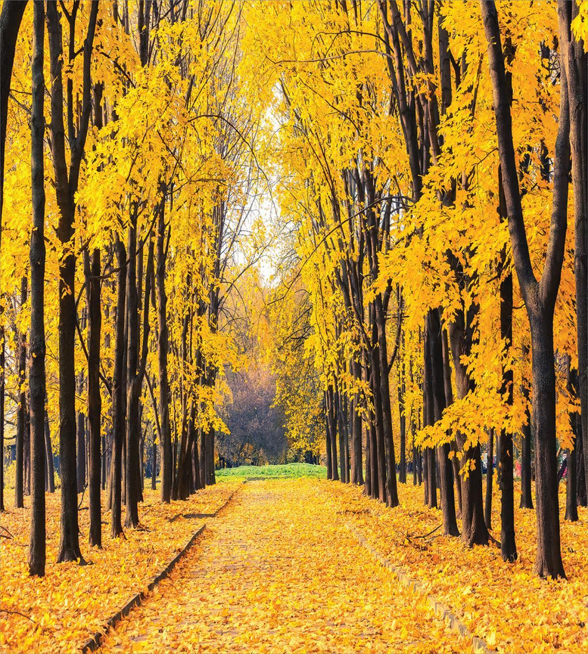 Autumn Trees Leaves — Pattern