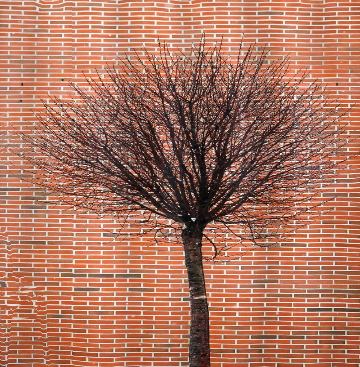 Brick Wall Lonely Fall Tree — Pattern