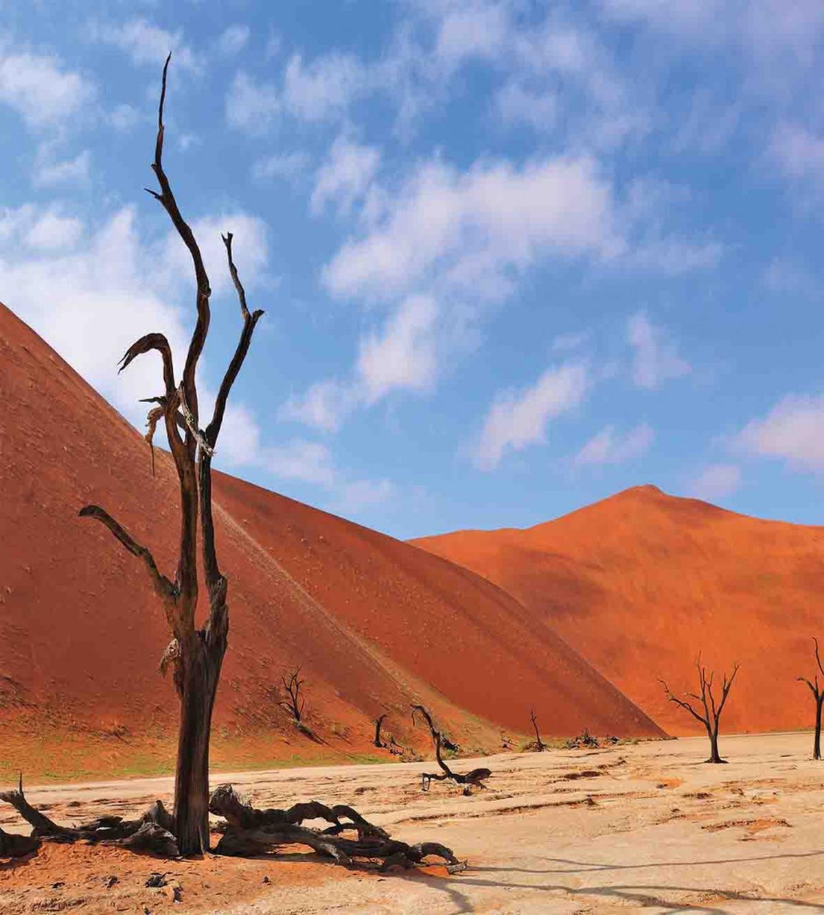 Lonely Tree in Desert — Pattern