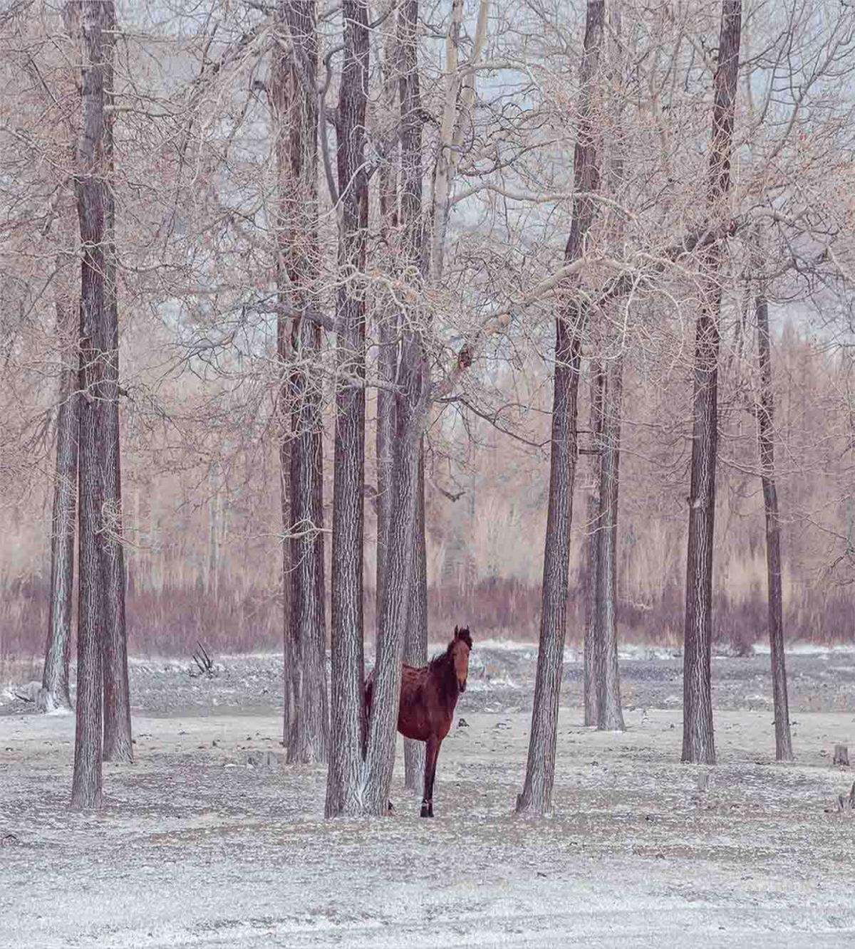 Horse Forest Stands — Pattern