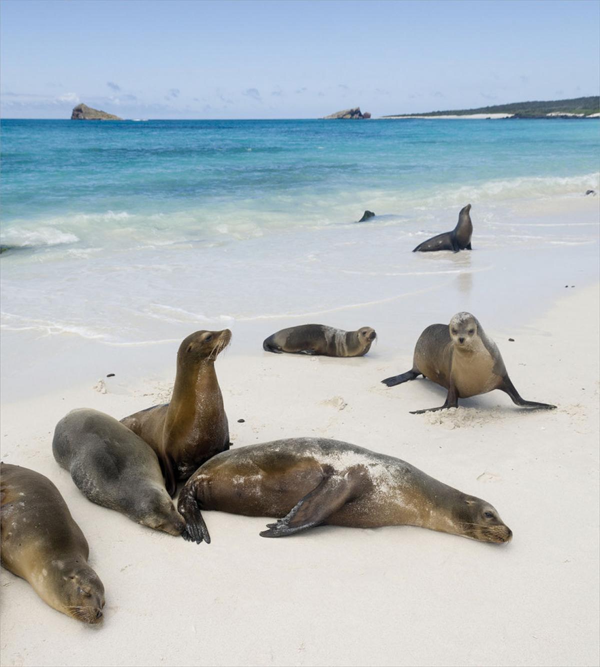 Galapagos Island Sea Lions — Pattern