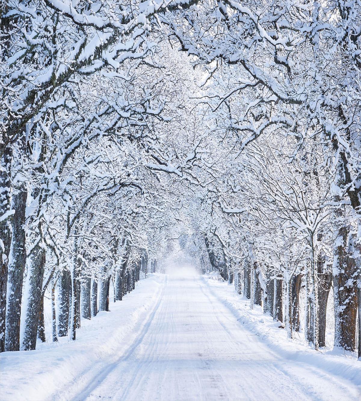 Snowy Woodland Nature — Pattern