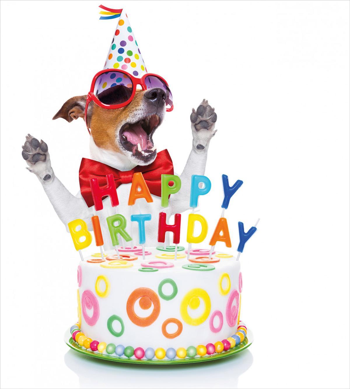 Surprise Party Dog — Pattern