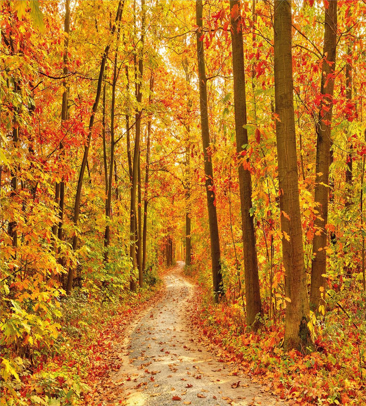 Pathway in the Wilderness — Pattern