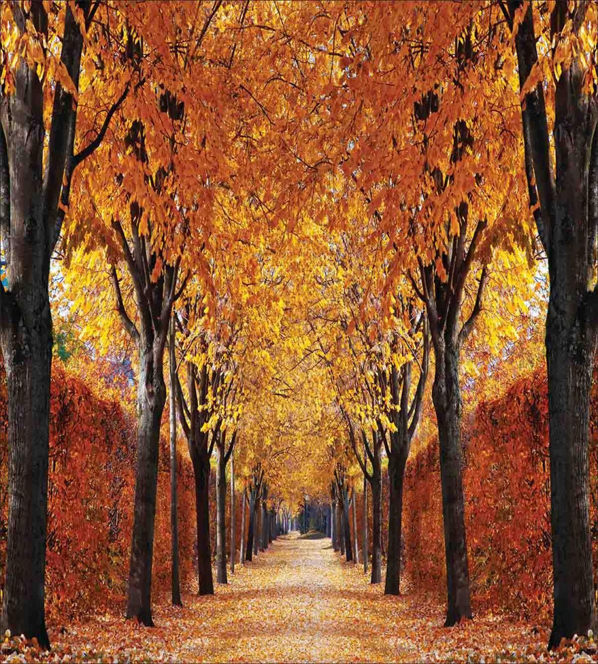 Pathway in the Woods — Pattern