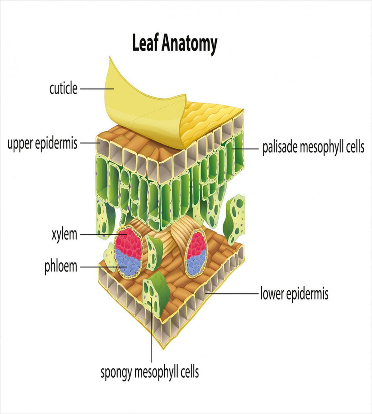 Leaf Names Theme — Pattern