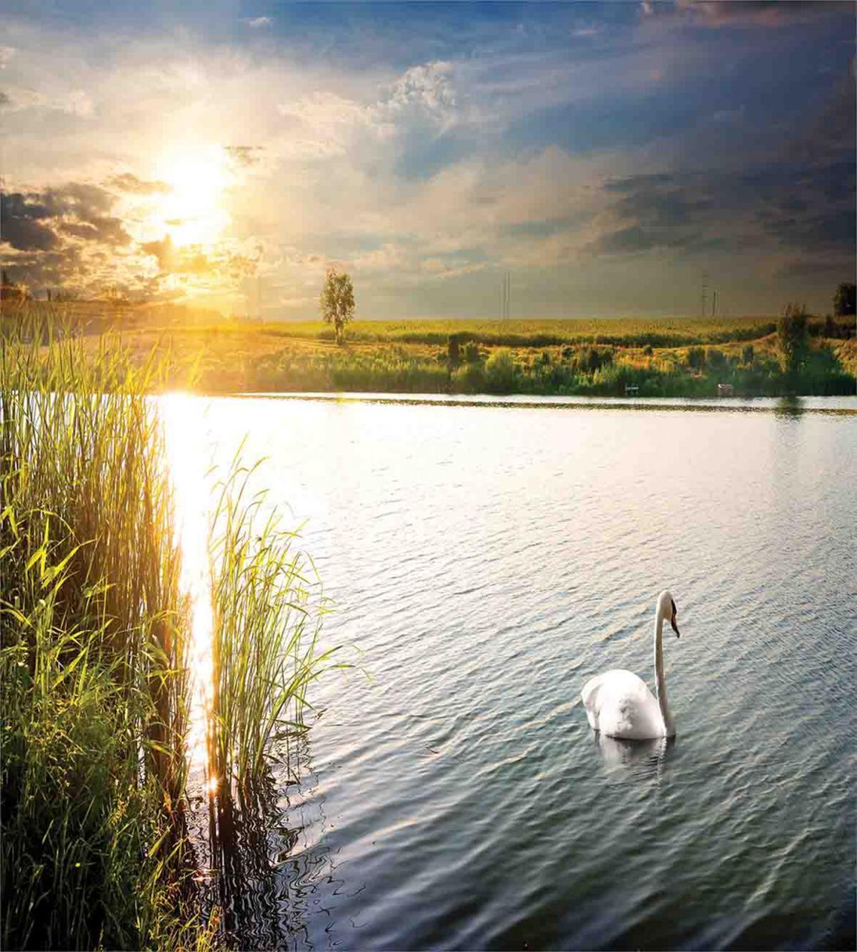 Swan in River at Dawn Photo — Pattern