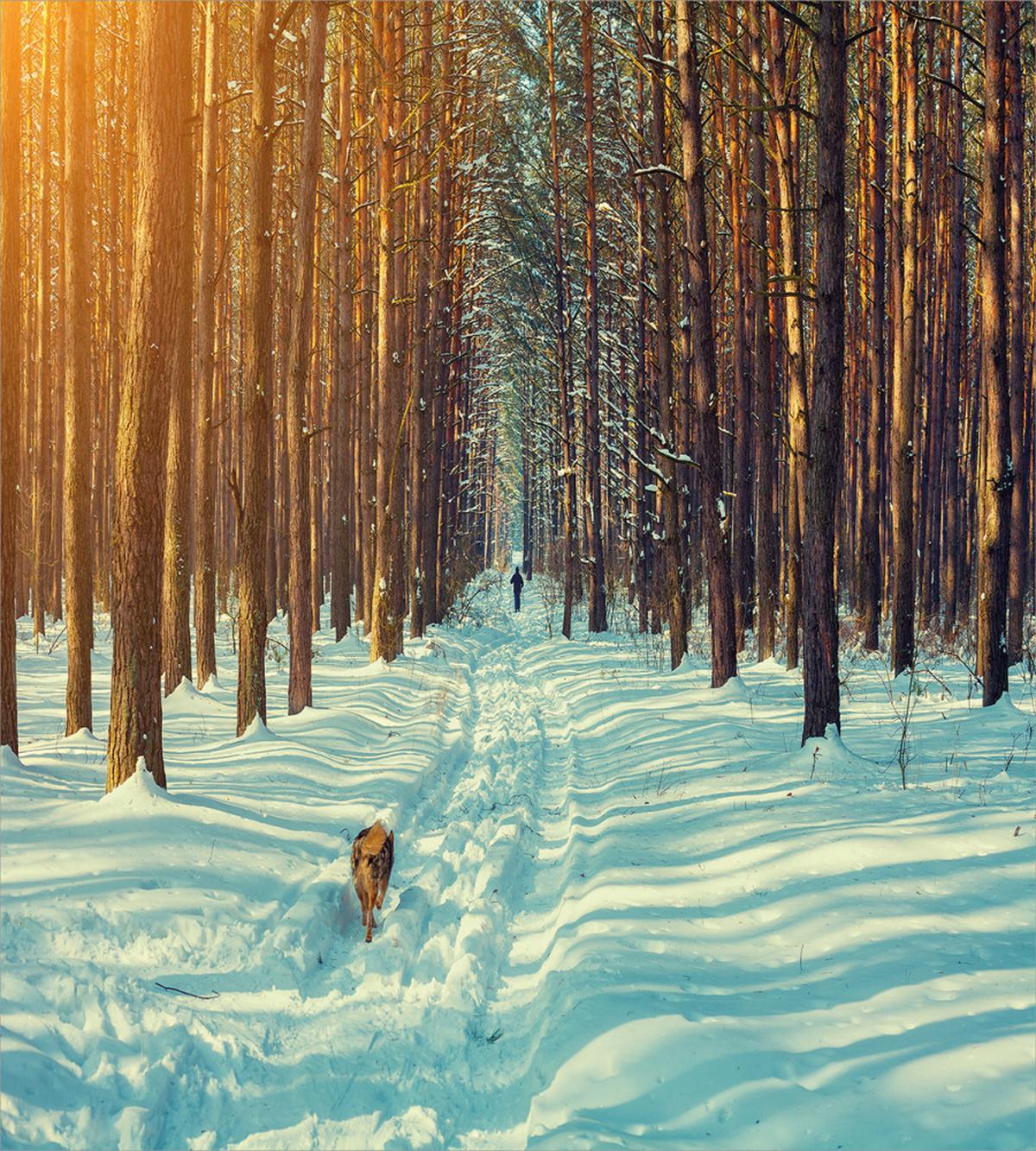 Skier Running Dog Forest — Pattern