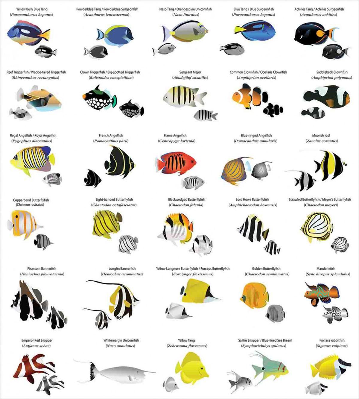 Underwater Aquatic Species — Pattern