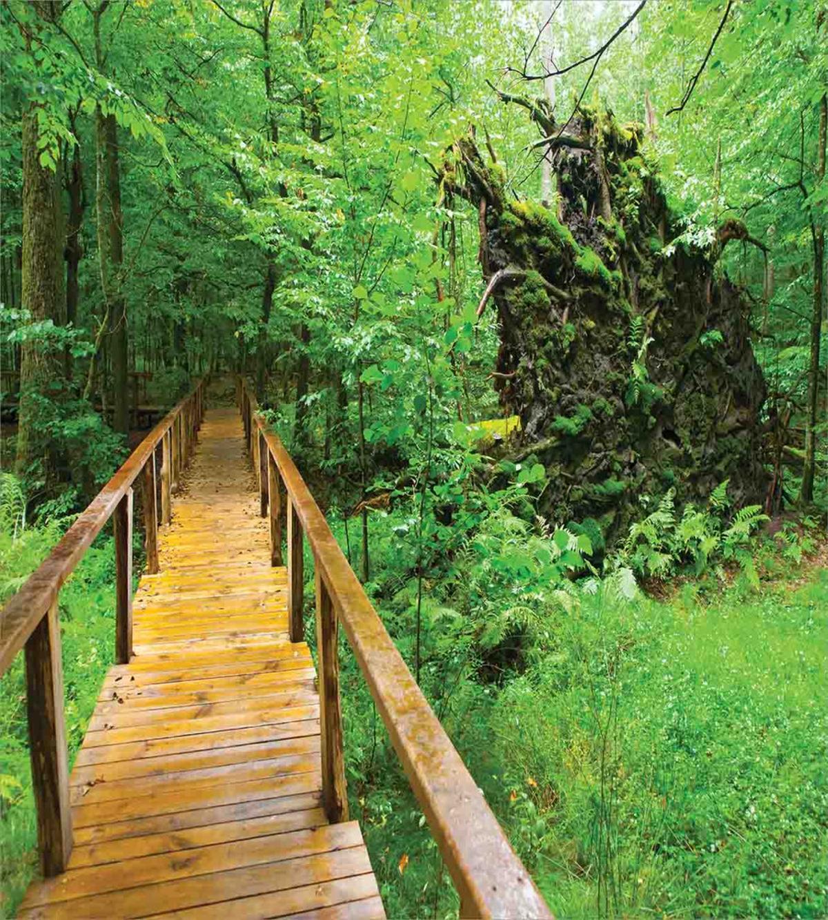 Path Rainforest Hiking — Pattern