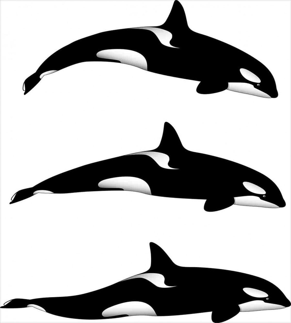 Orca Killer Whales — Pattern
