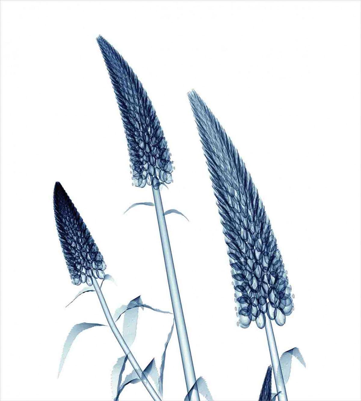 Exotic Blooms Plants — Pattern