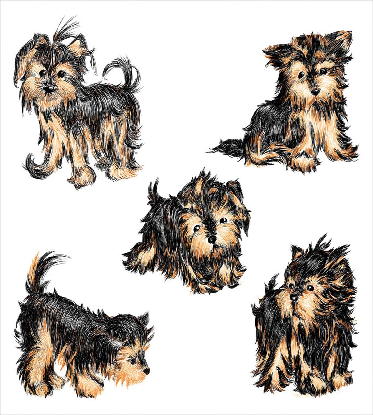 Terrier Cartoon — Pattern