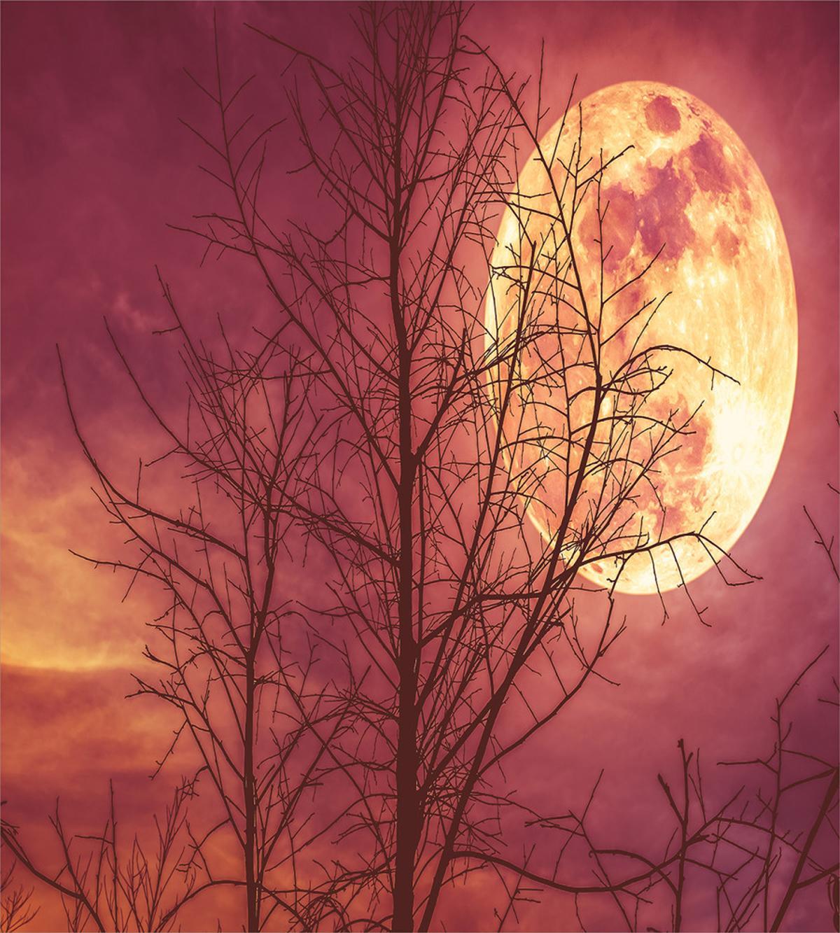 Moon Sky Dead Tree — Pattern