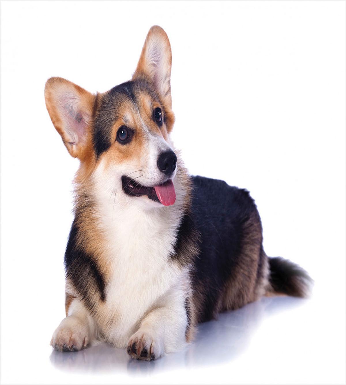 Pembroke Welsh Dog Lover Art — Pattern