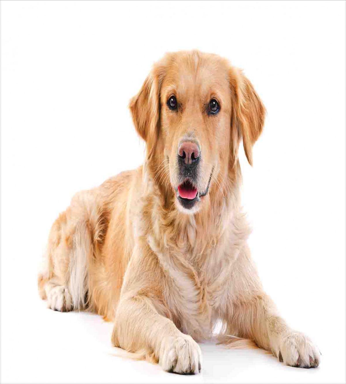 Young Puppy — Pattern