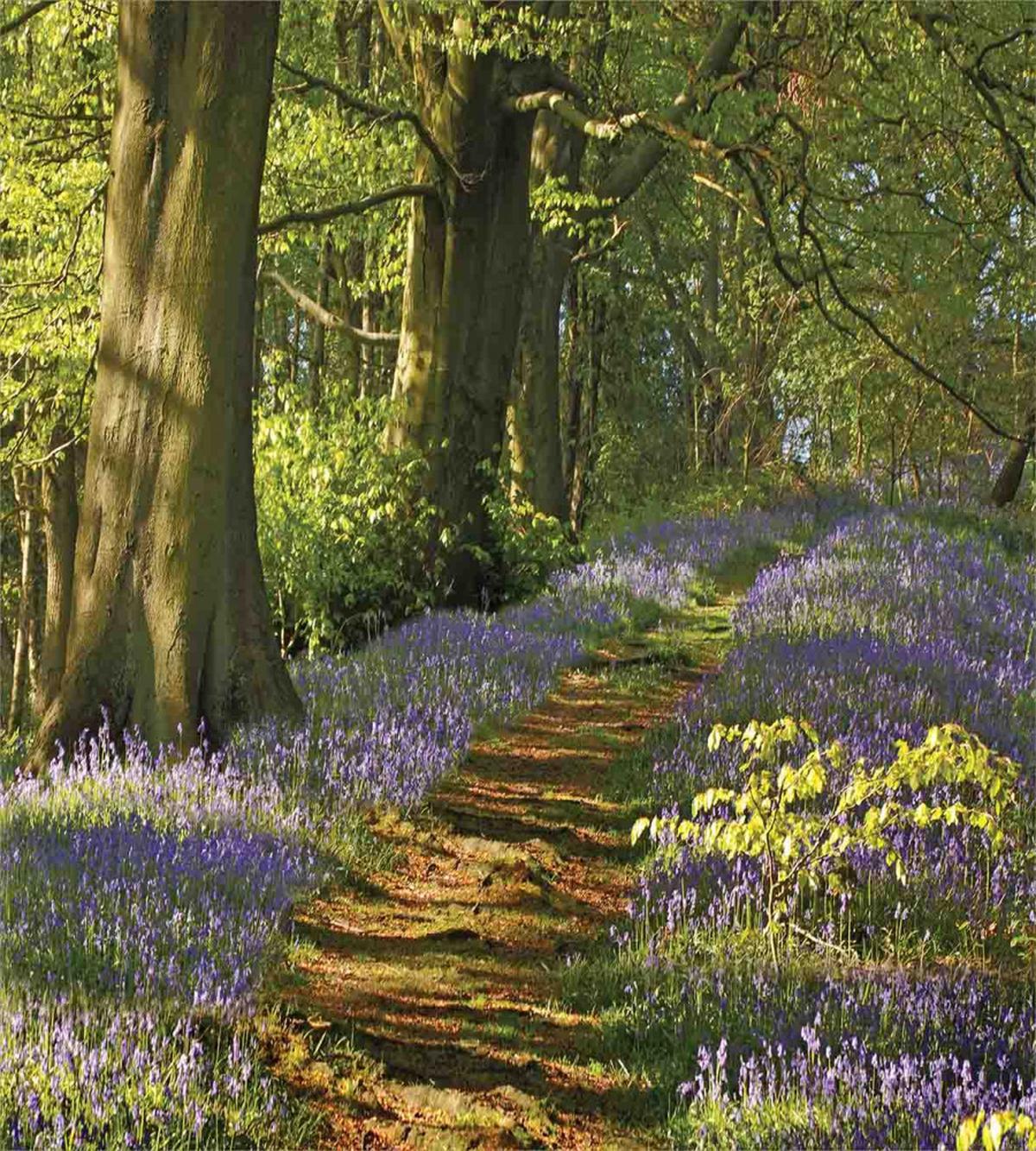 Path Between Bluebells — Pattern