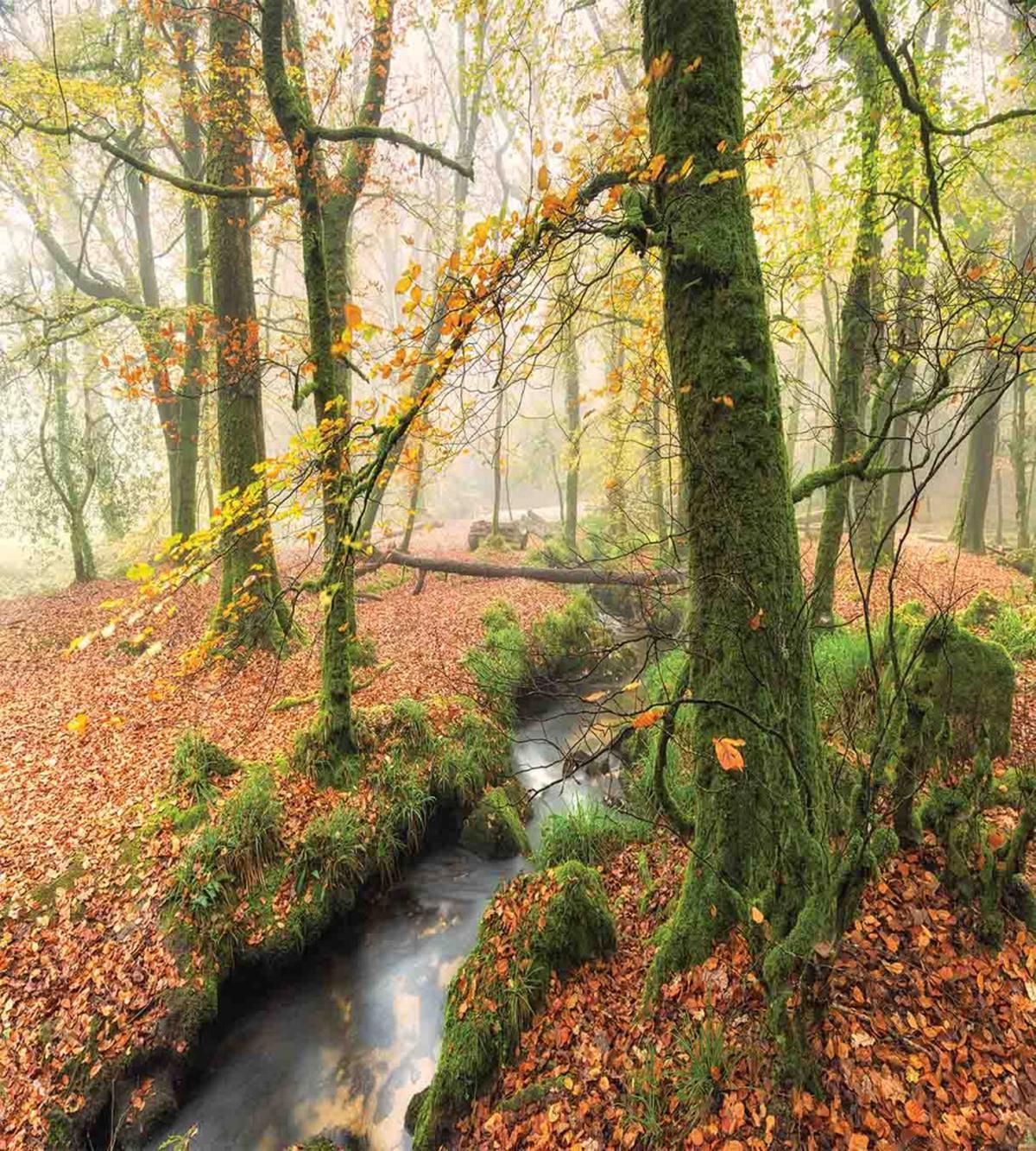 Misty Woods Cornwall — Pattern