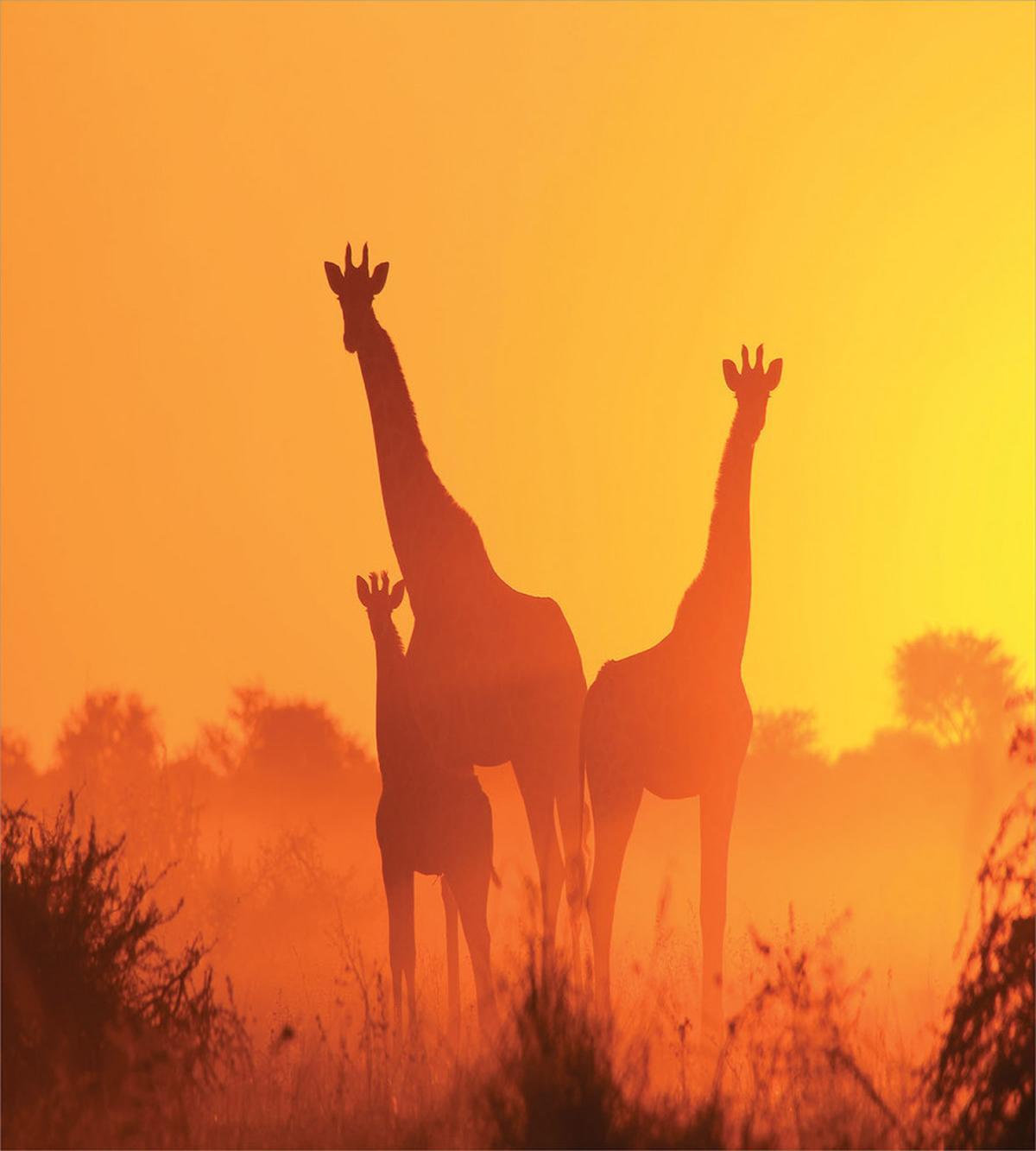 Sunset with Animals — Pattern