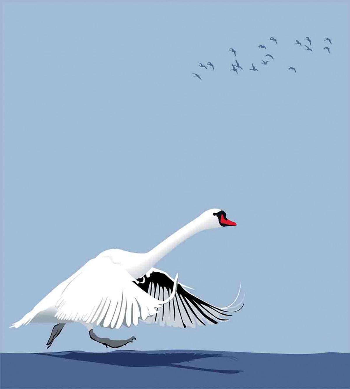 Swan Wildlife Animal — Pattern