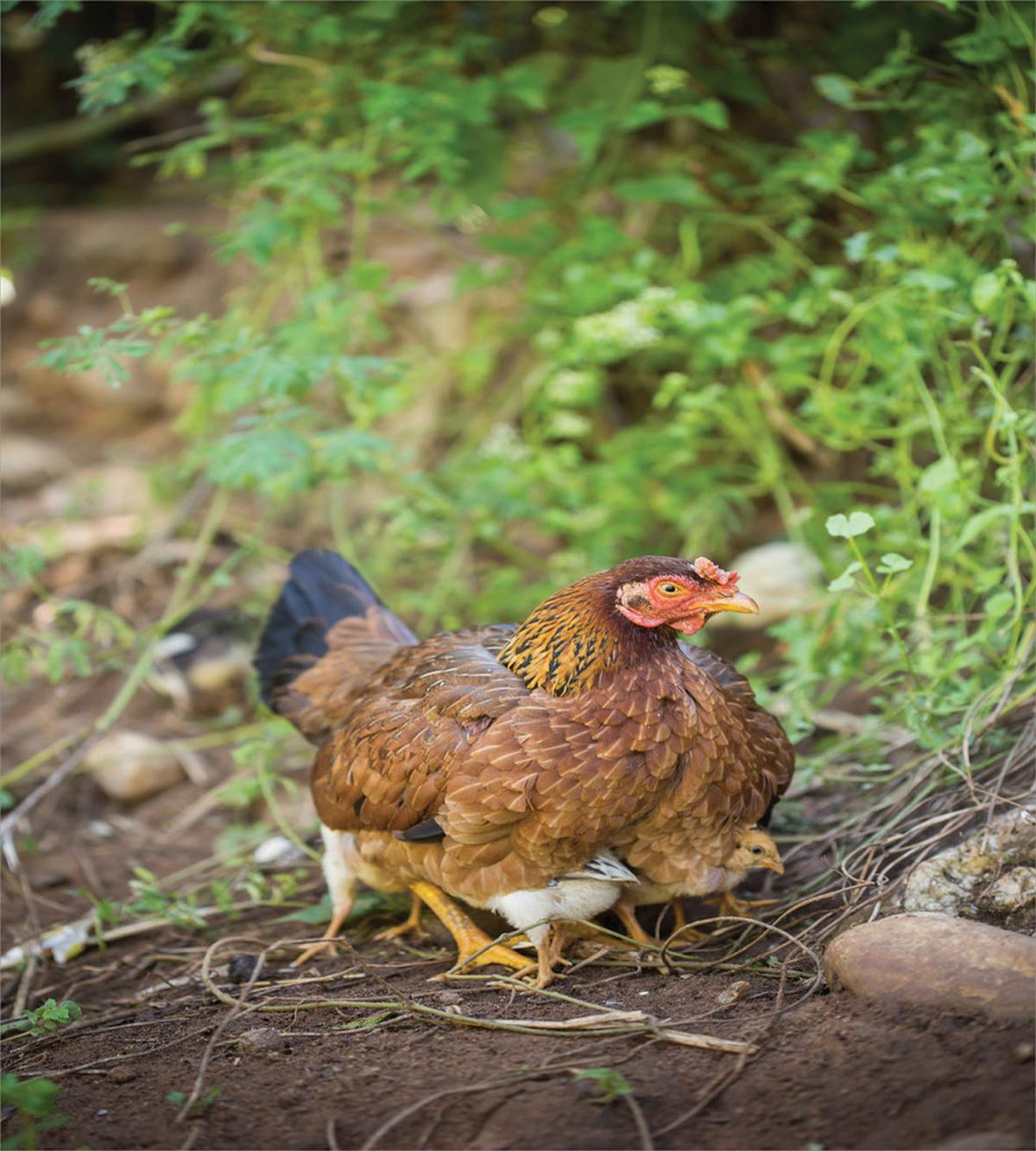 Chicken on Babies — Pattern