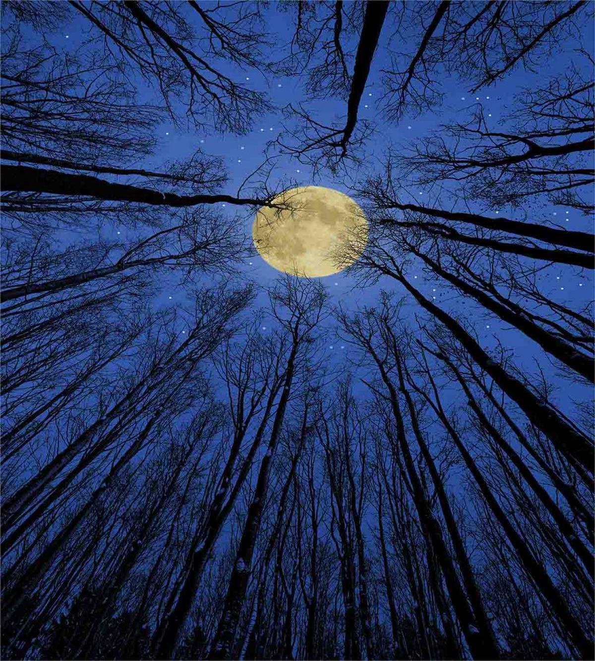 Full Moon in Woods — Pattern