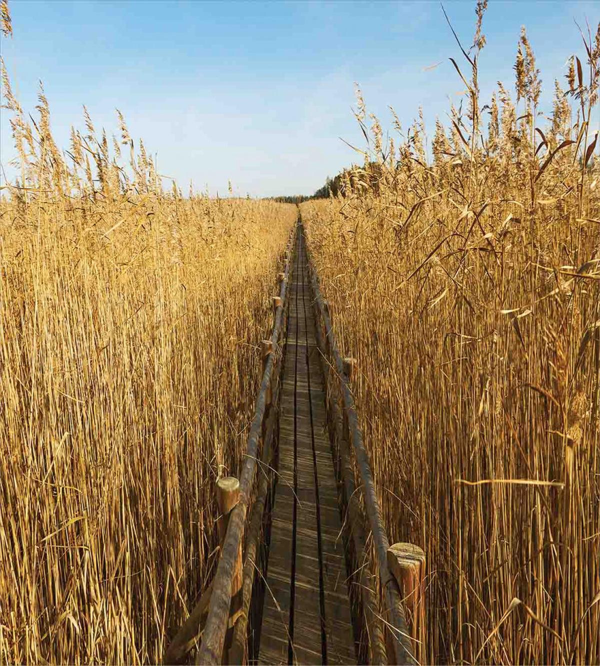 Old Walkway in Reeds — Pattern