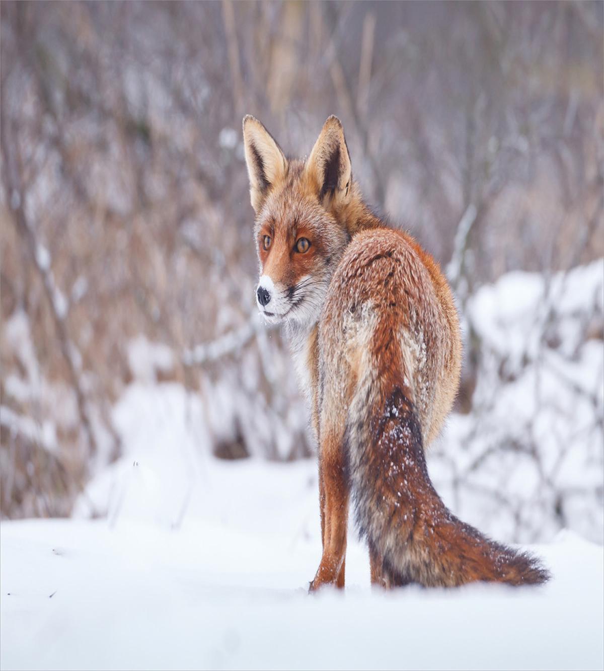 Snowy Country Furry Animal — Pattern
