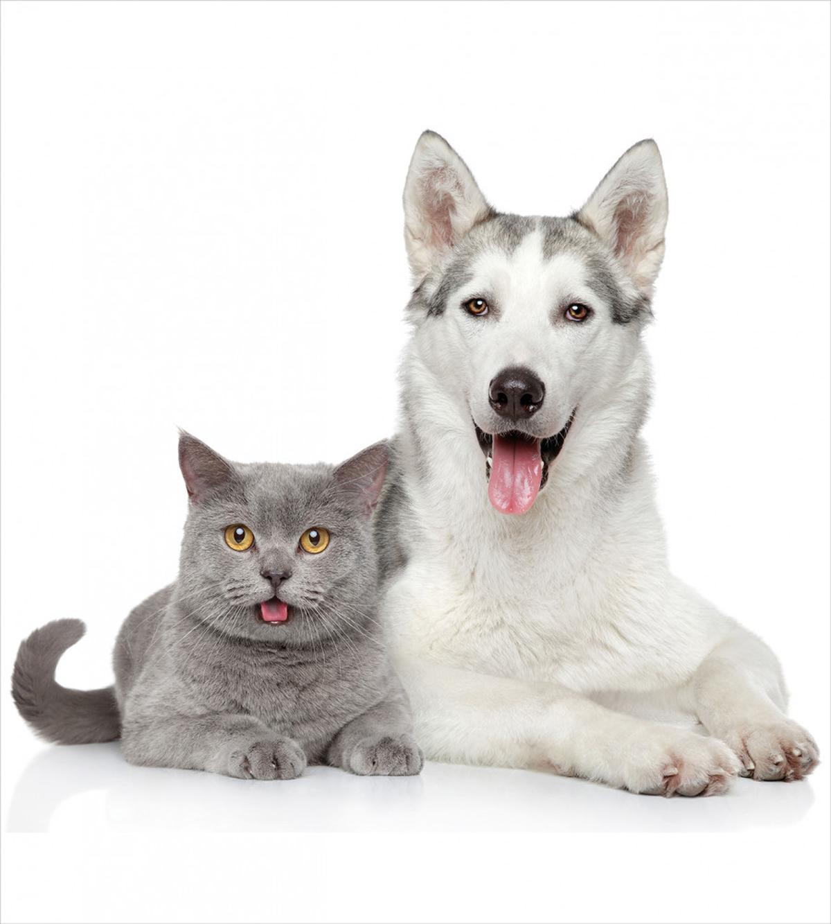Animals Pets Dogs Digital — Pattern