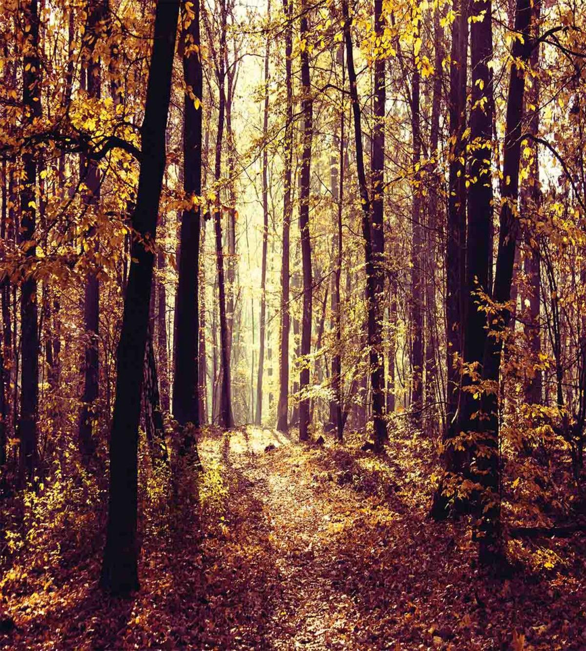 Misty Weather Forest — Pattern