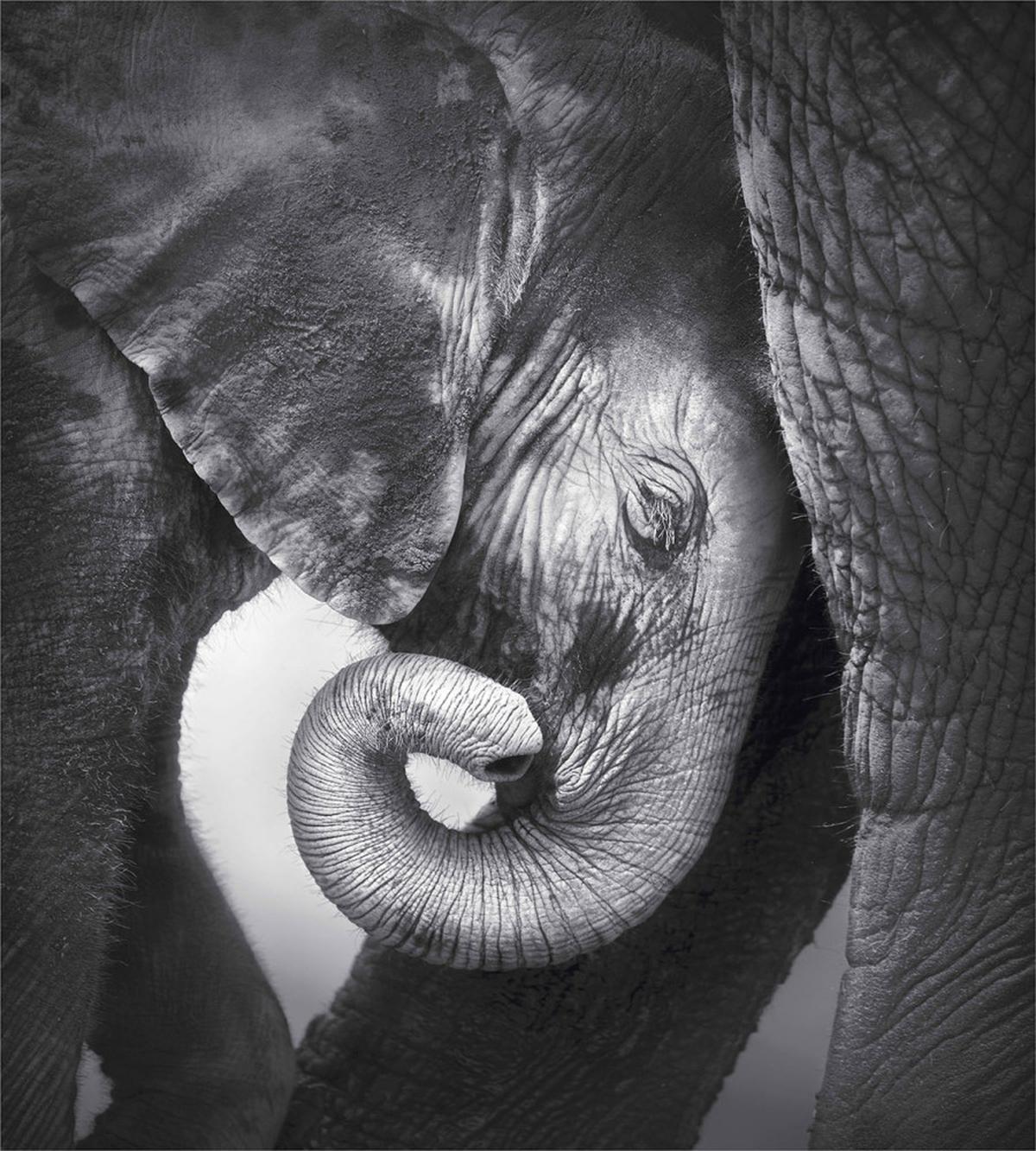 Elephant Mother and Baby — Pattern