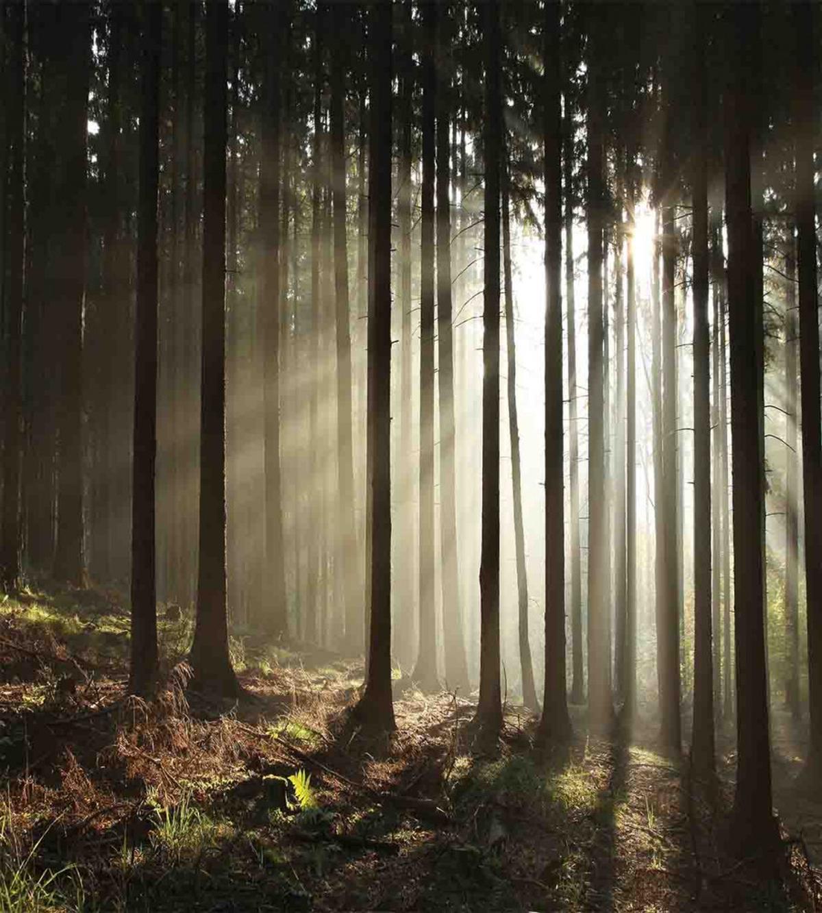 Morning Forest Scenery — Pattern