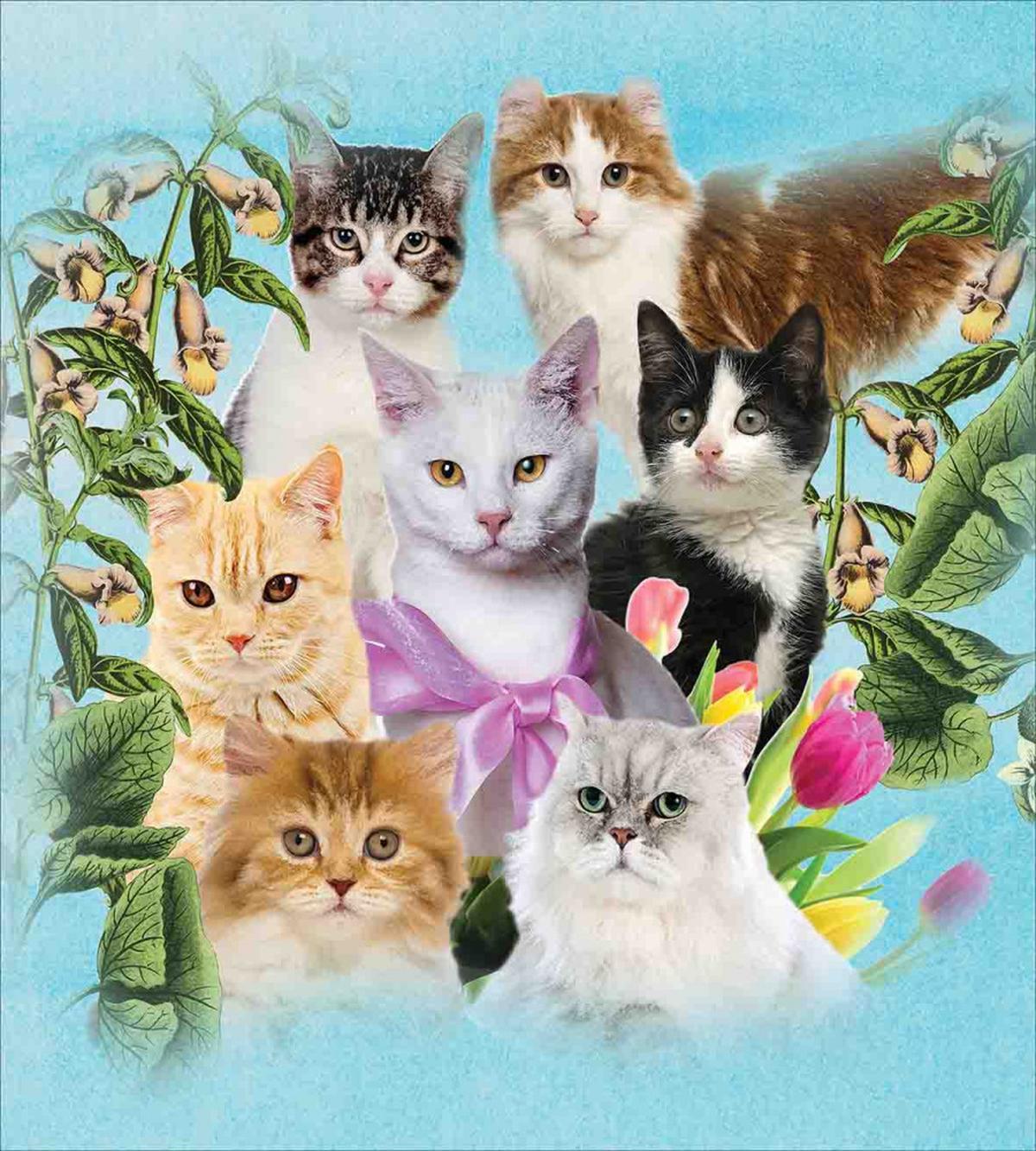 Cats Feline Domestic — Pattern