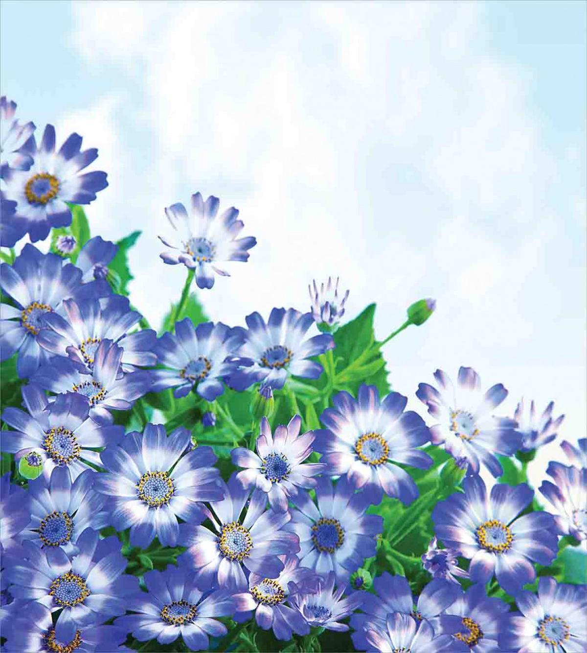 Wildflowers in Grass — Pattern
