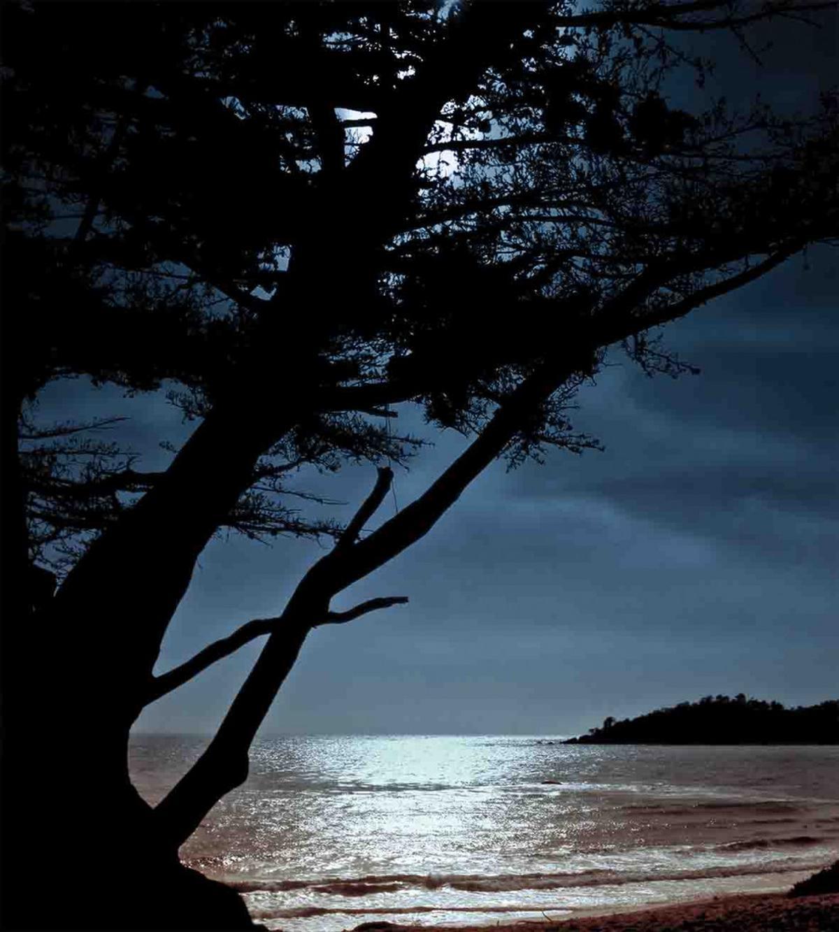 Night Tree Silhouette Sea — Pattern