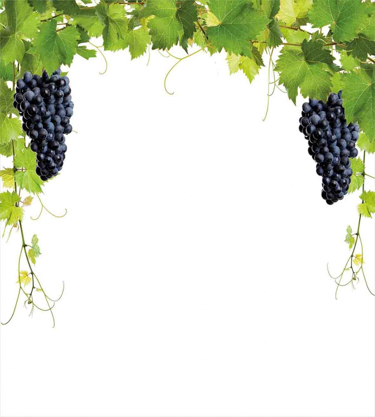 Wine Leaves in Village — Pattern
