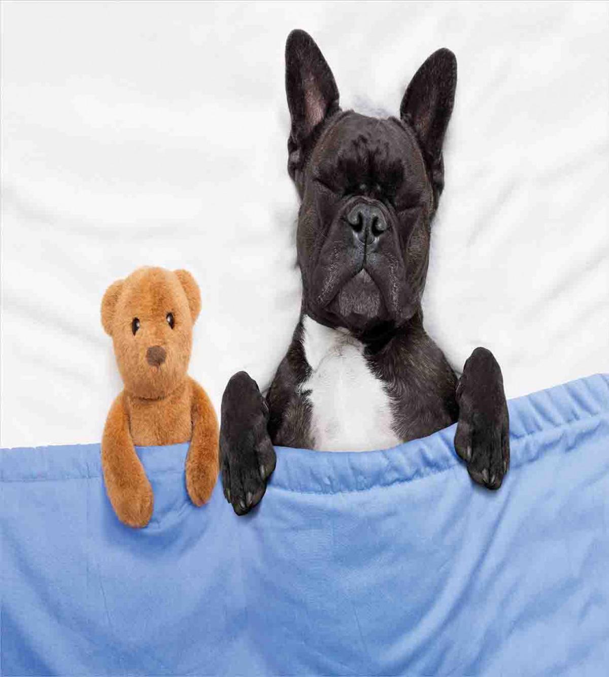 French Bulldog with Bear — Pattern