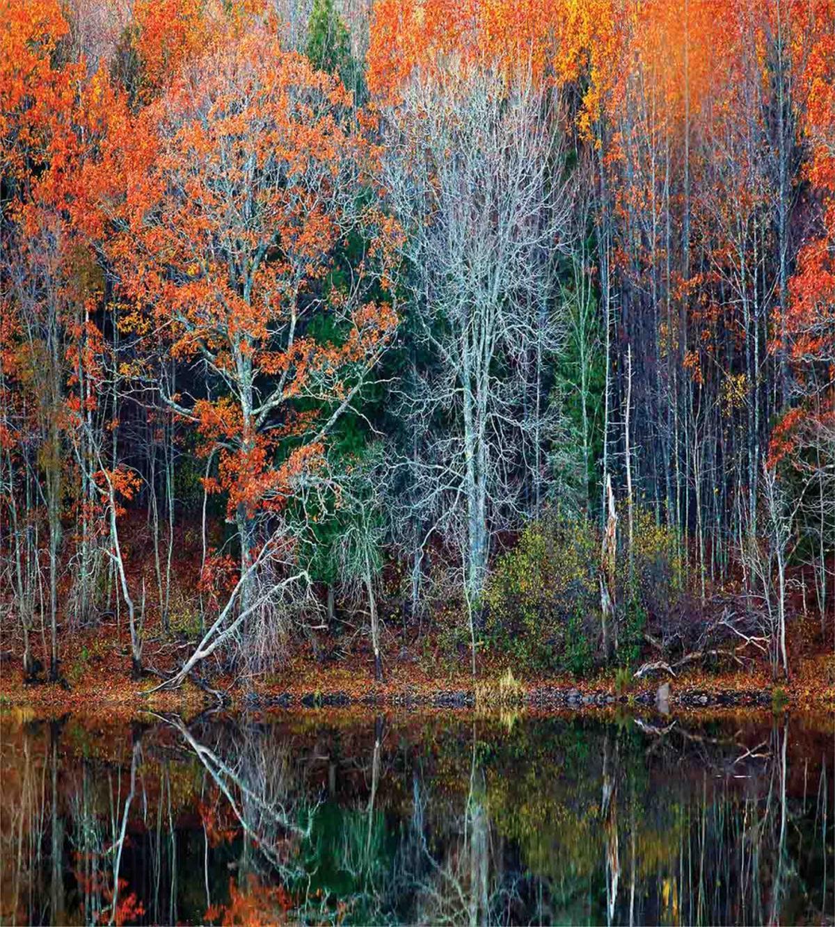 Forest River Autumn — Pattern
