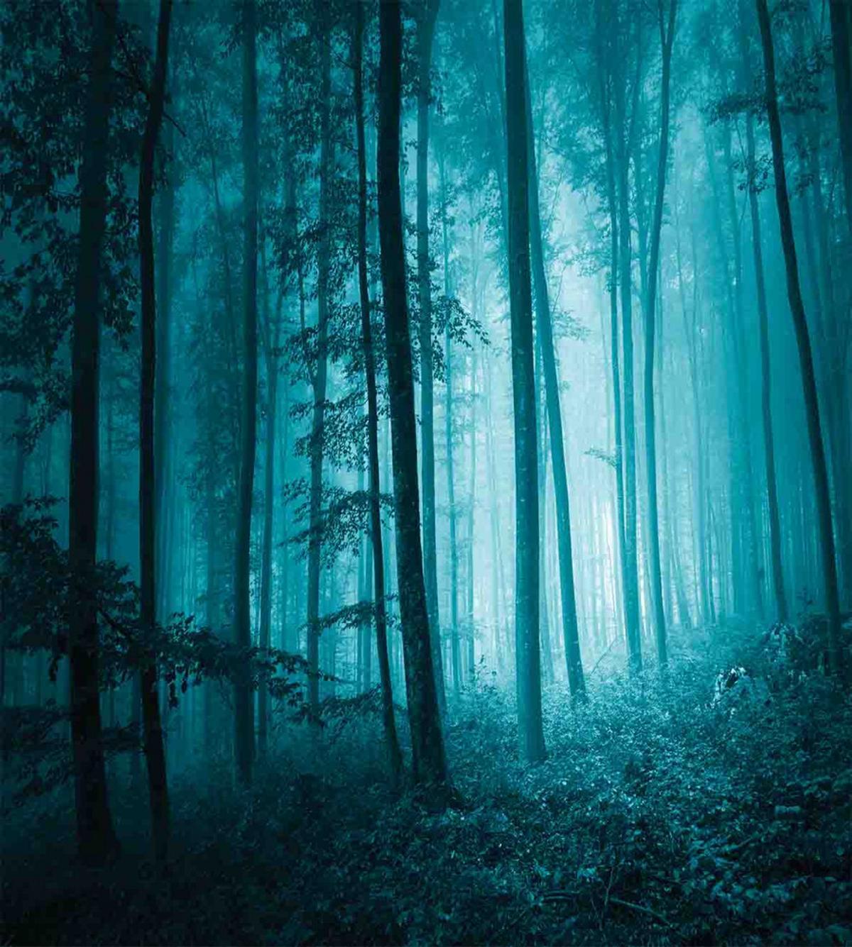 Foggy Dark Country Forest — Pattern