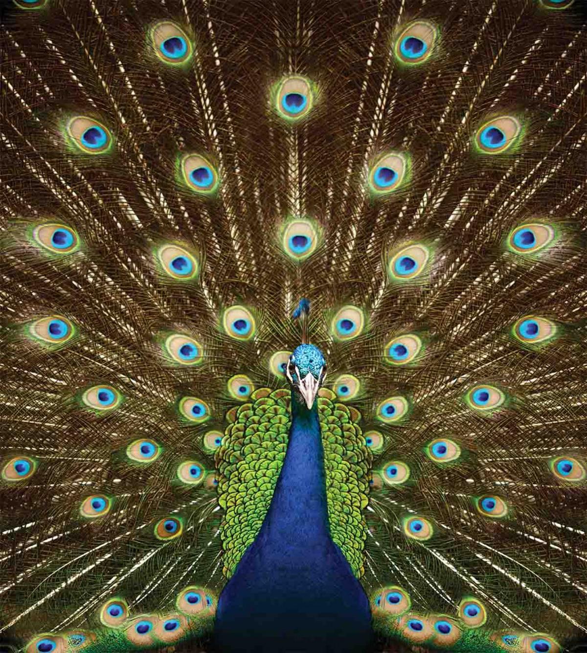 Peacock with Feathers — Pattern