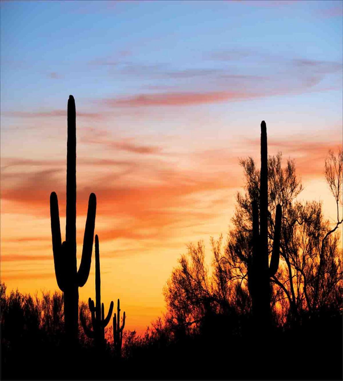 Desert Cactus Wild West — Pattern