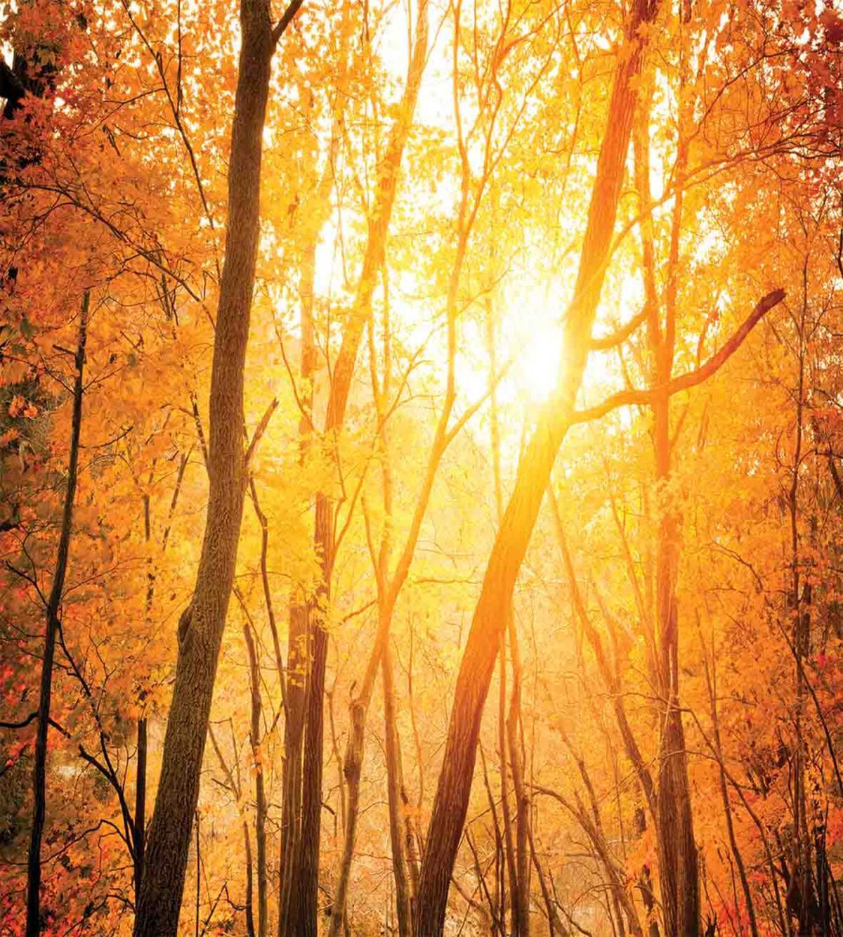 Autumn Forest Branches — Pattern
