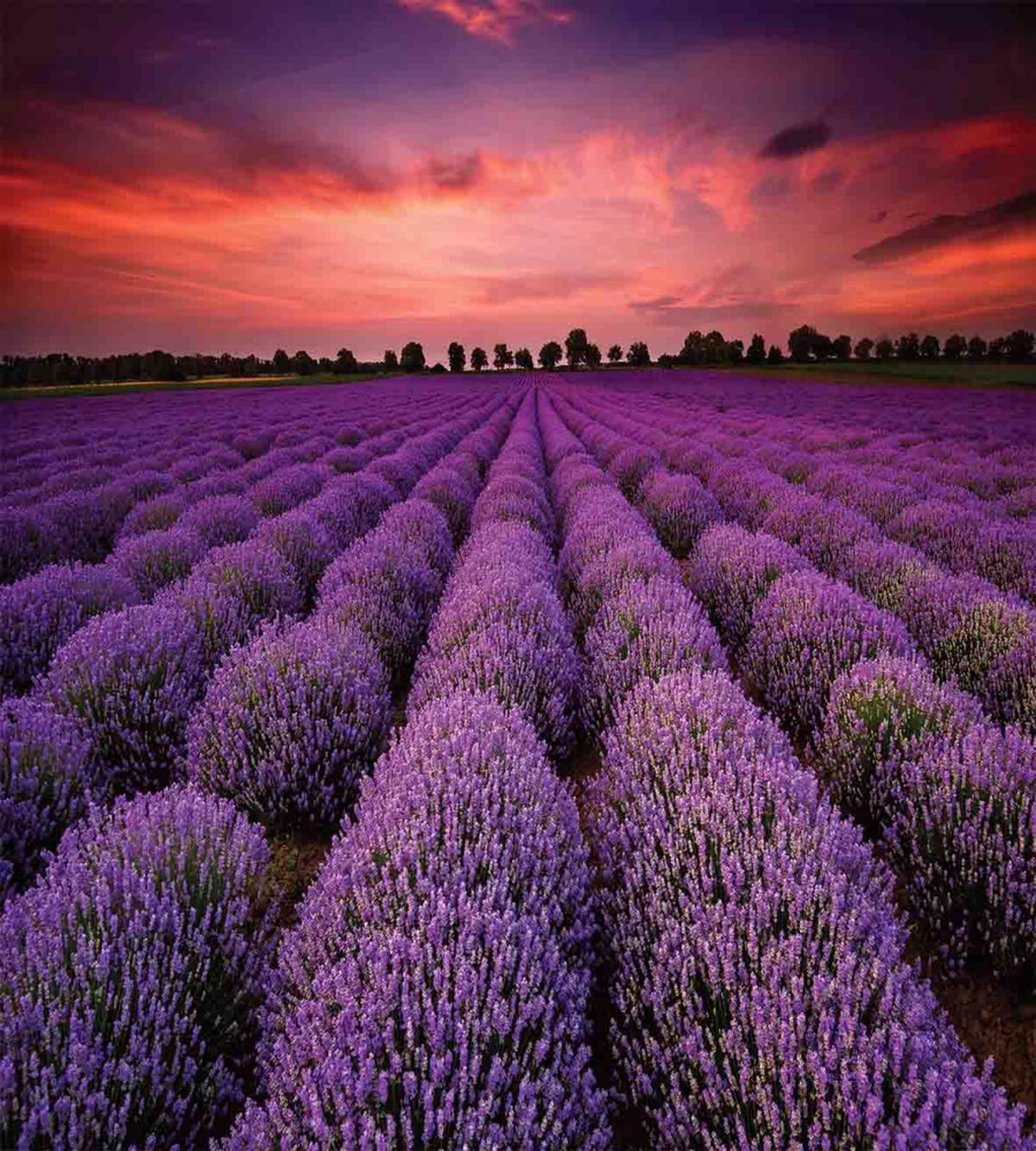 Lavender Field Sunset — Pattern